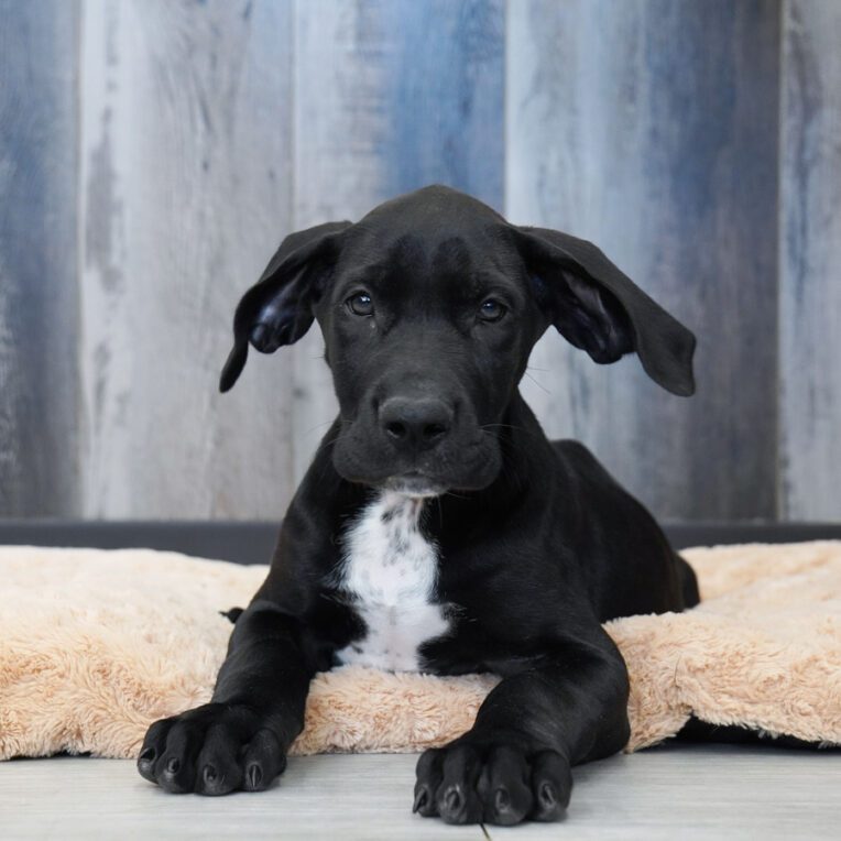 Scar Great Dane