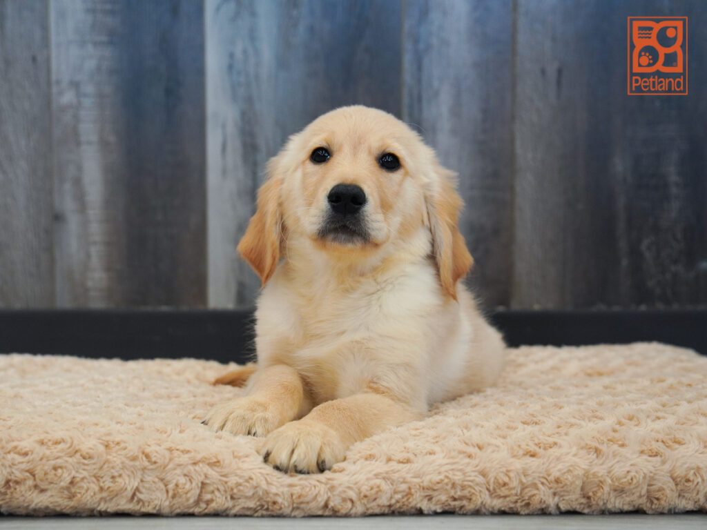 Golden Retriever Image #1