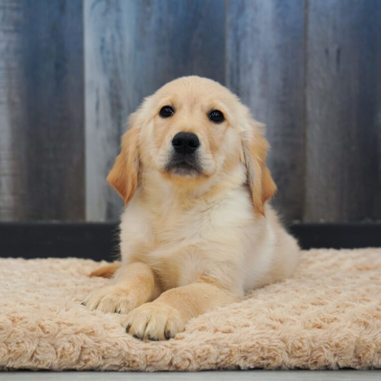 Lake Golden Retriever