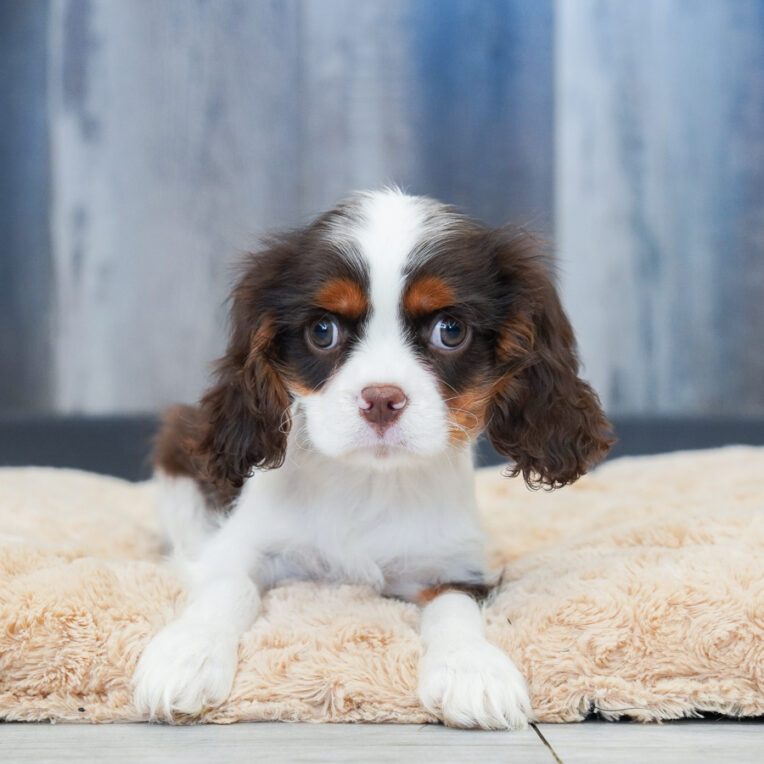 GusGus Cavalier King Charles Spaniel