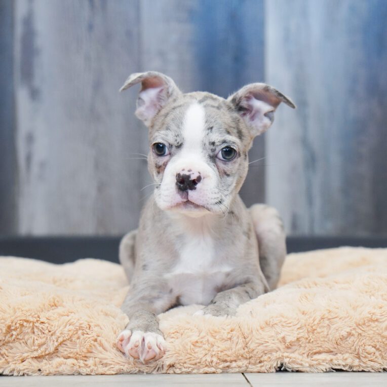 Fawn Boston Terrier