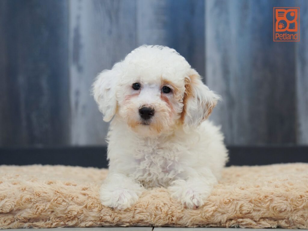 Poodle Image #1