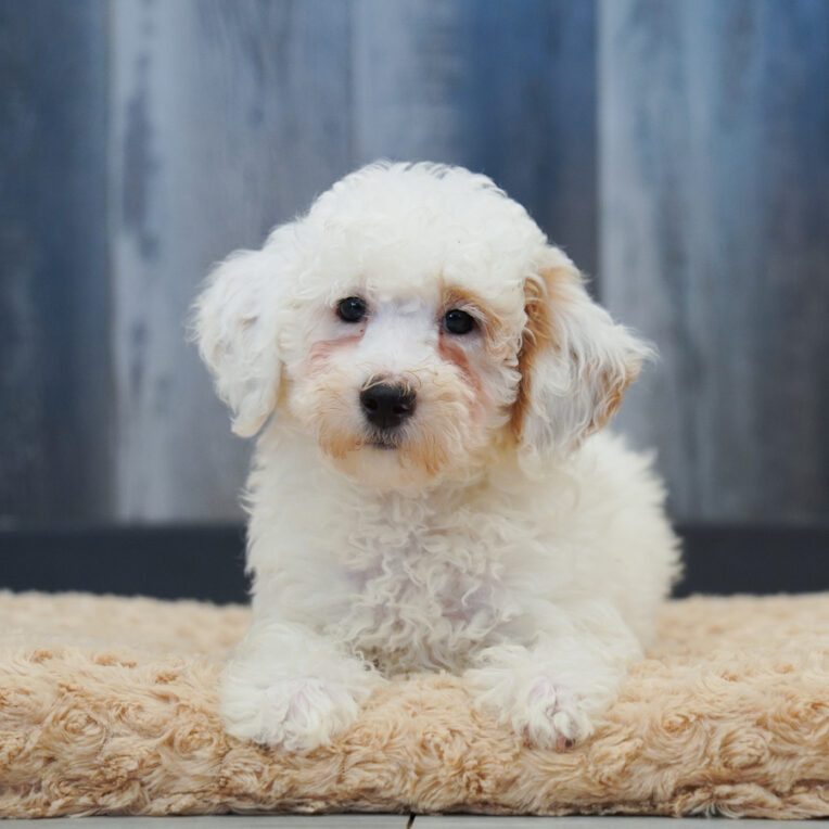 Tempo Poodle
