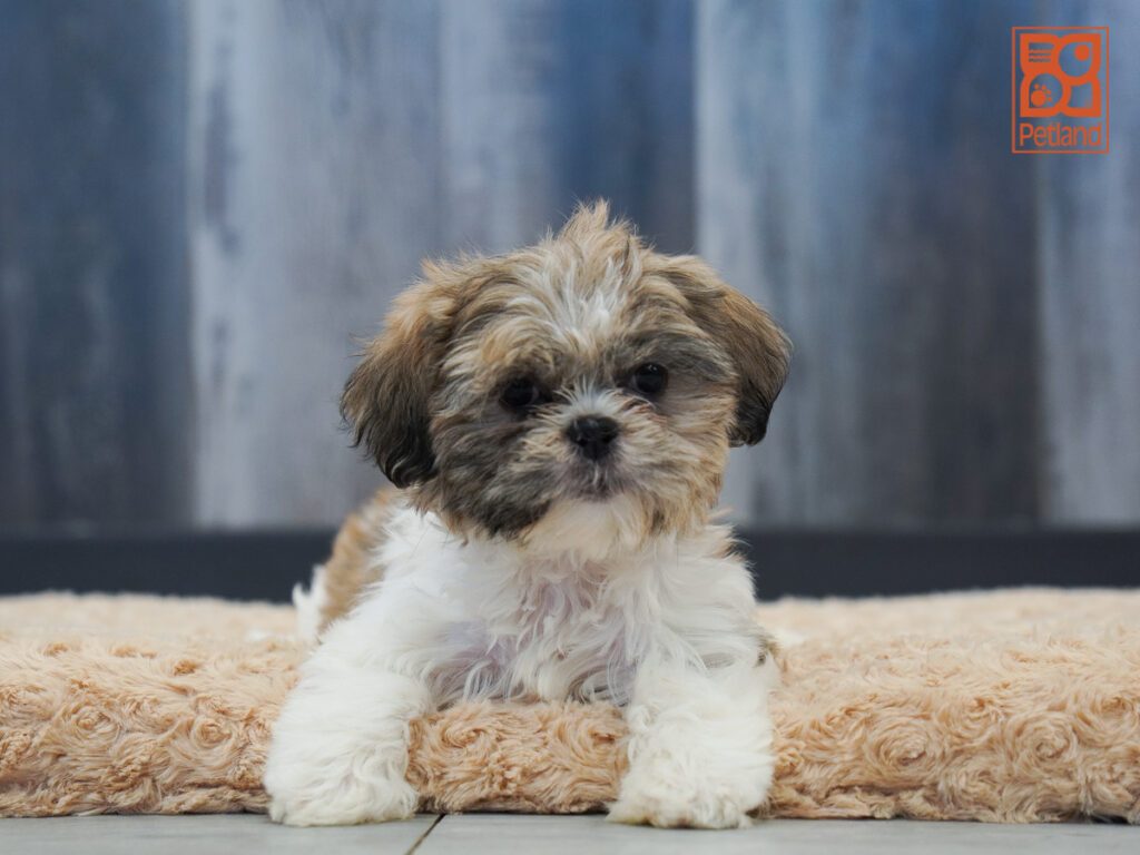 Shih Tzu Image #1