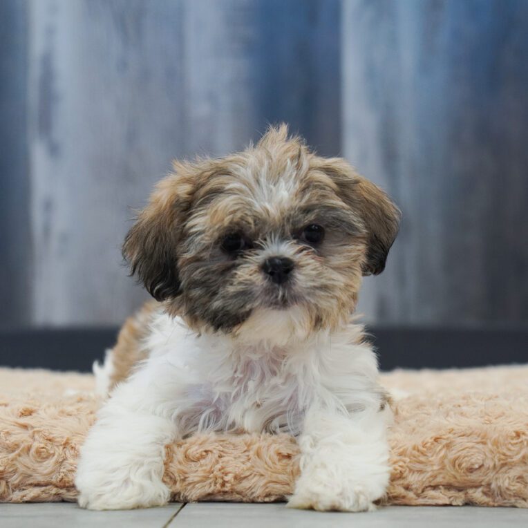Tundra Shih Tzu