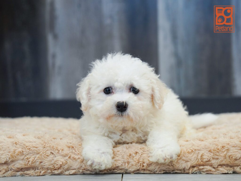 Bichon Frise Image #1