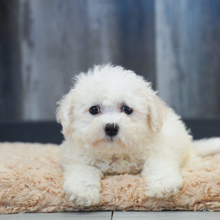 Valley Bichon Frise