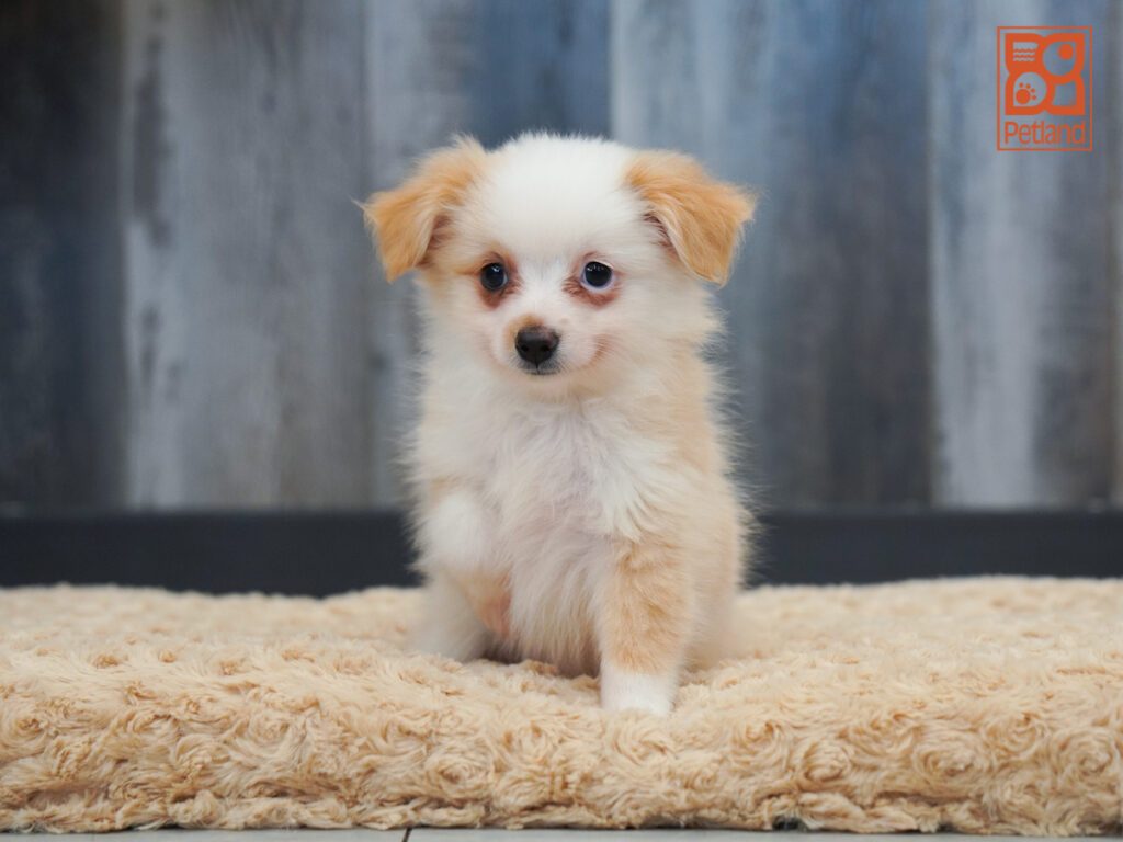 Mini Australian Shepherd Image #1