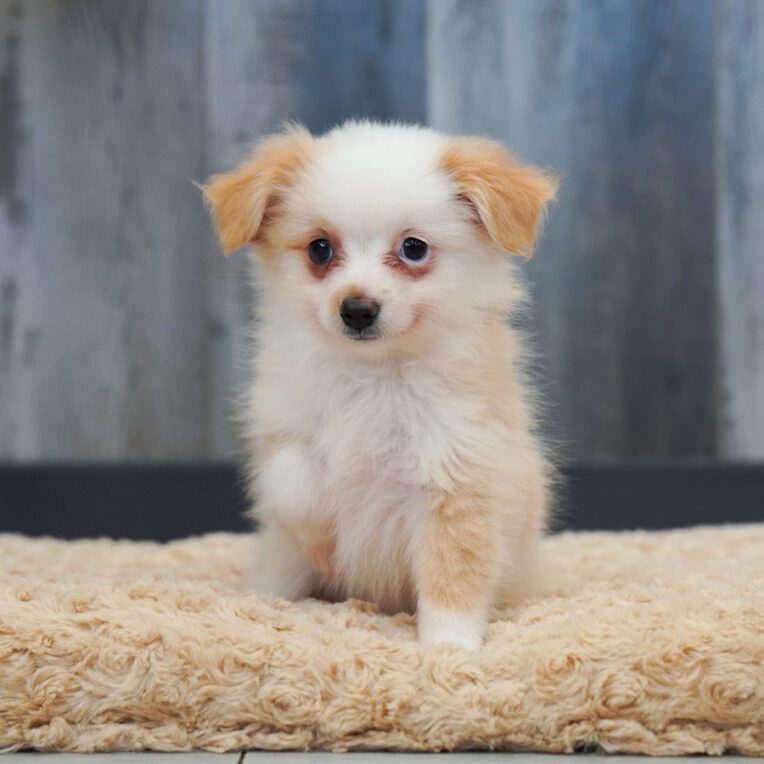 Rust Miniature Australian Shepherd