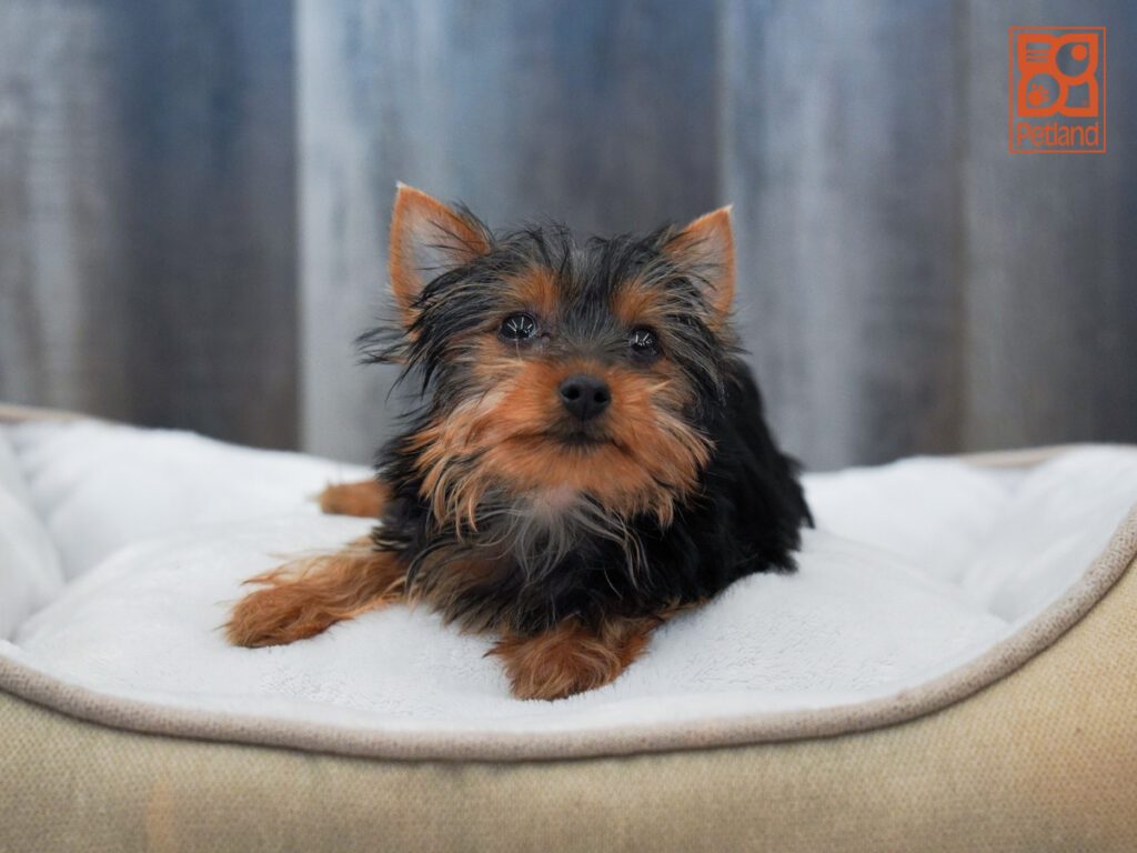 Yorkshire Terrier Image #1