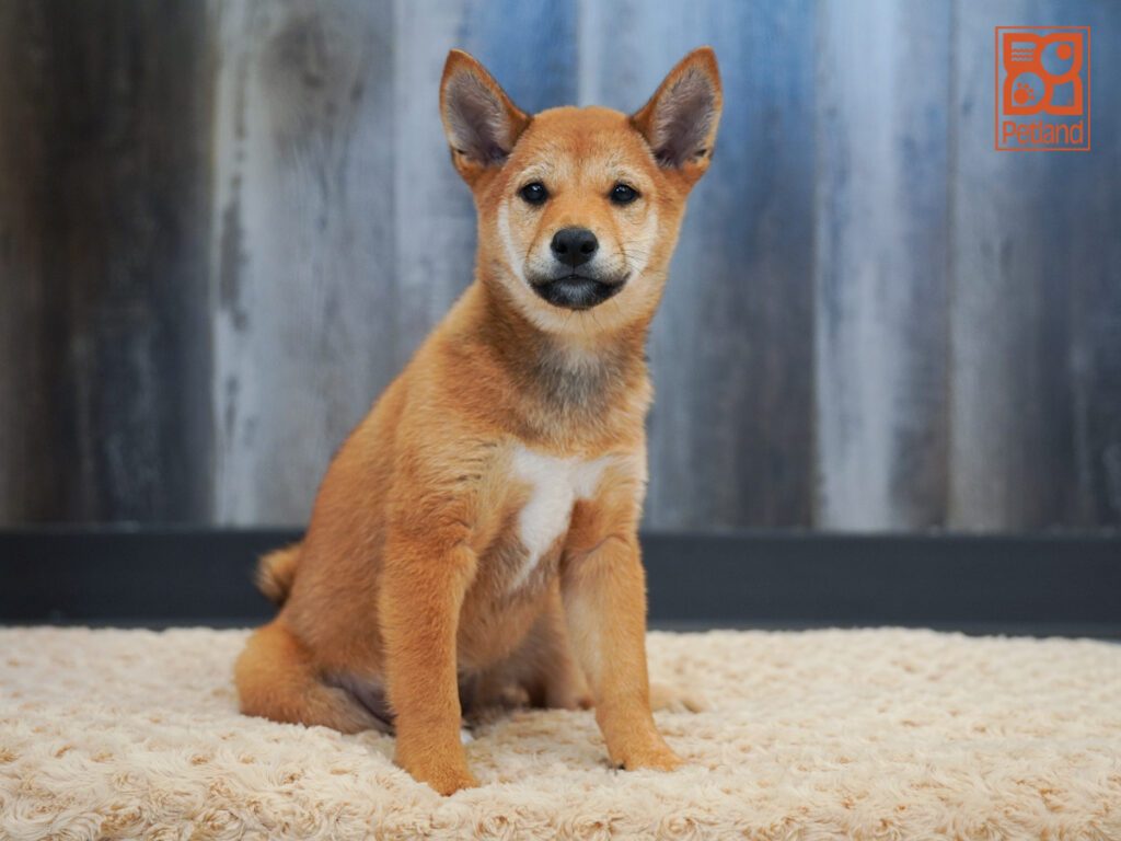 Shiba Inu Image #1
