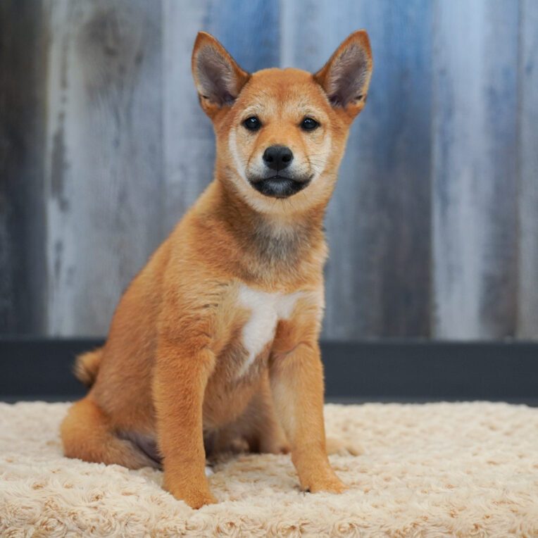Harmony Shiba Inu