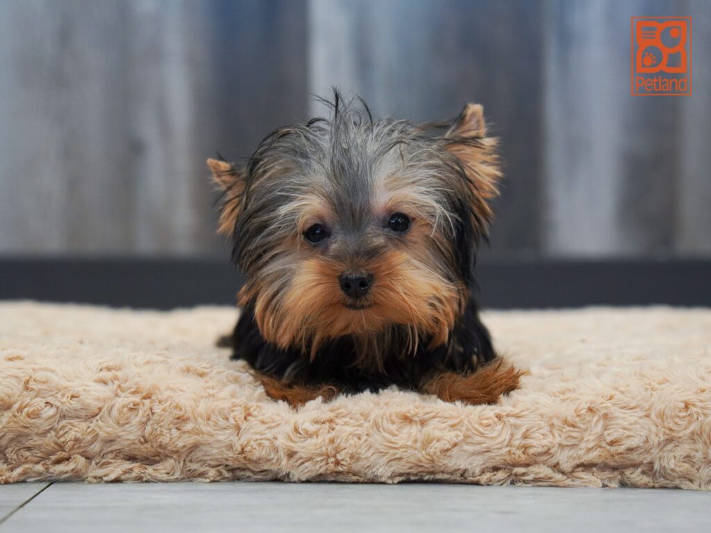Yorkshire Terrier Image #1