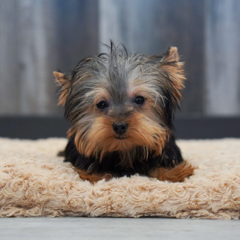 Summit Yorkshire Terrier