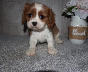 Feather Cavalier King Charles Spaniel