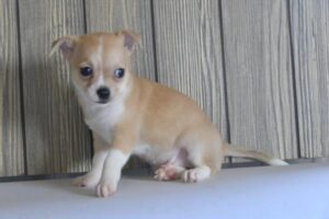 Zephyr Chihuahua