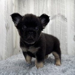 Nala French Bulldog