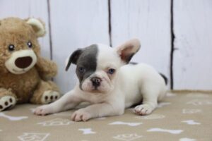 Simba French Bulldog
