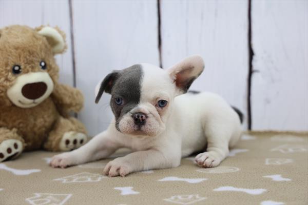 French Bulldog Image #1