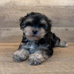 Stitch Yorkie/Schnauzer