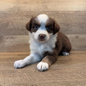Daisy Australian Shepherd