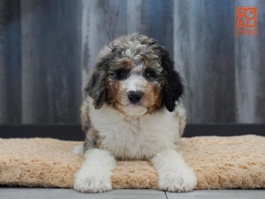 Aussiedoodle Image #1