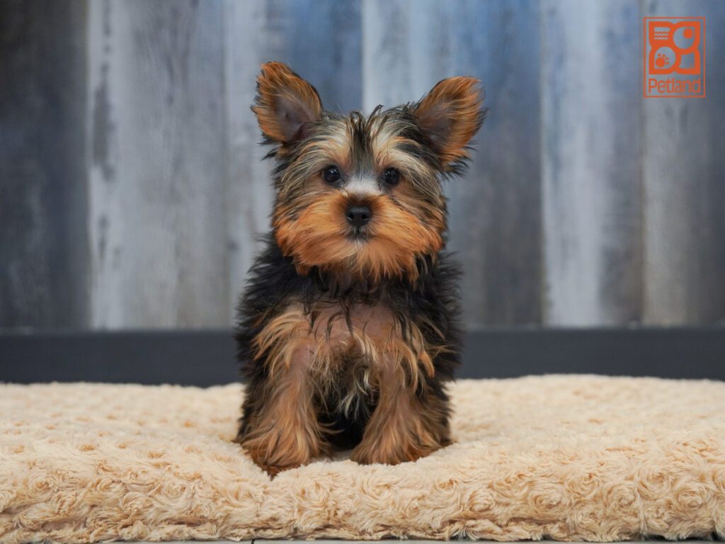 Yorkshire Terrier Image #1
