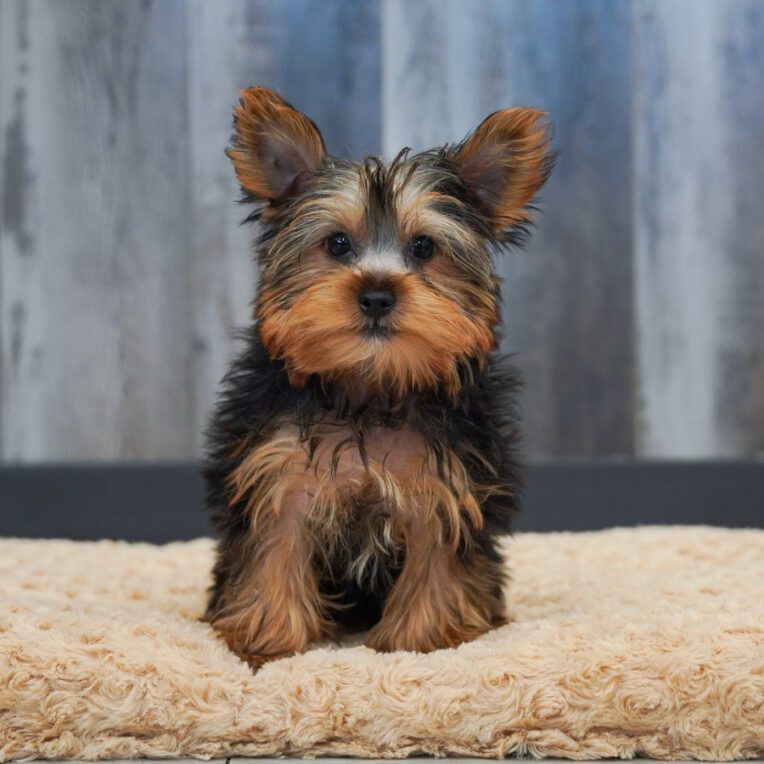 Lofty Yorkshire Terrier