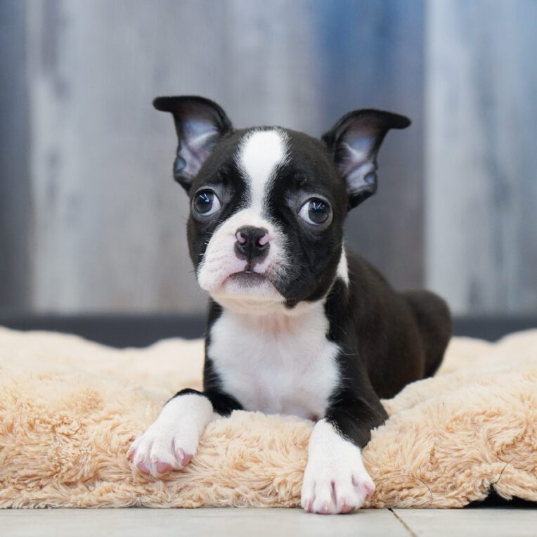 Tinker Boston Terrier