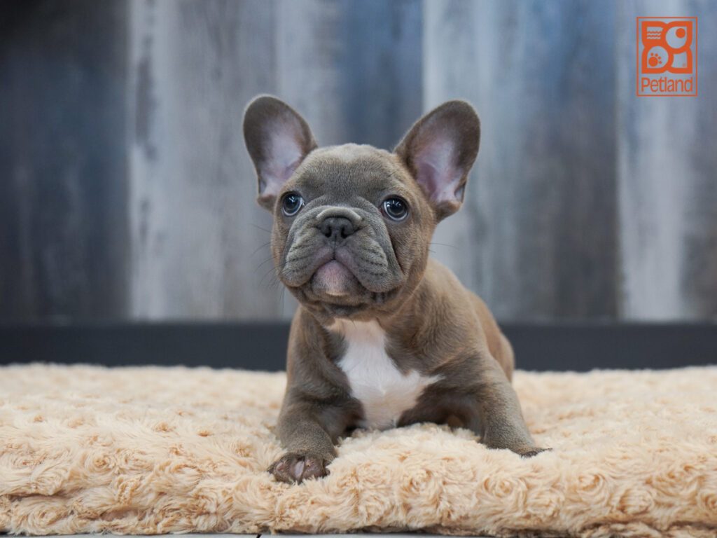 French Bulldog Image #1