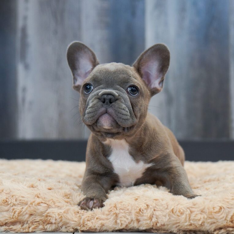 Wish French Bulldog