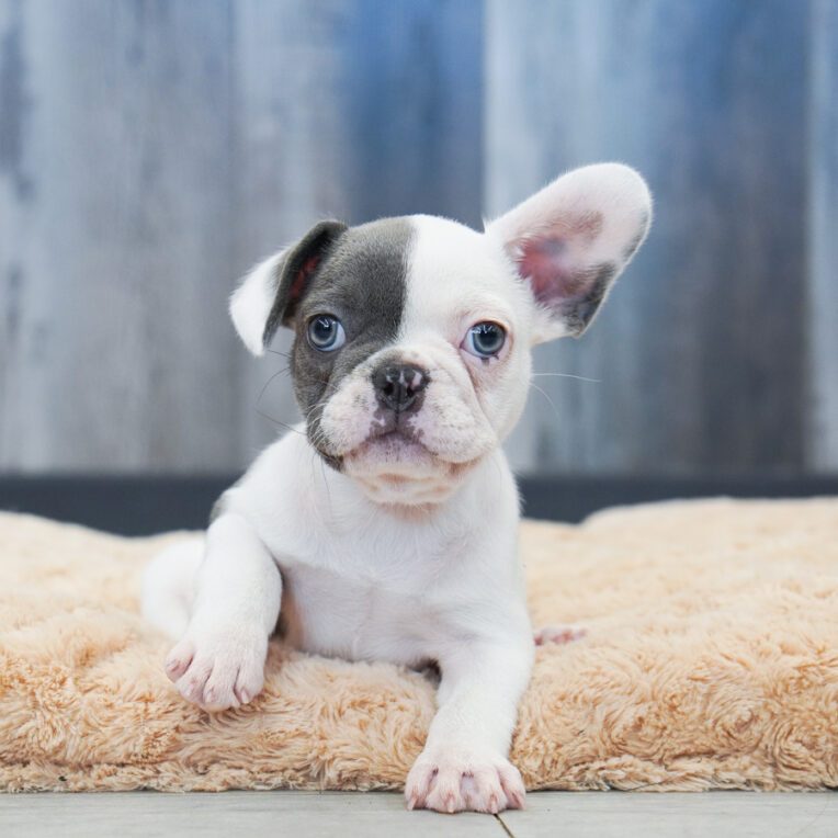 Simba French Bulldog