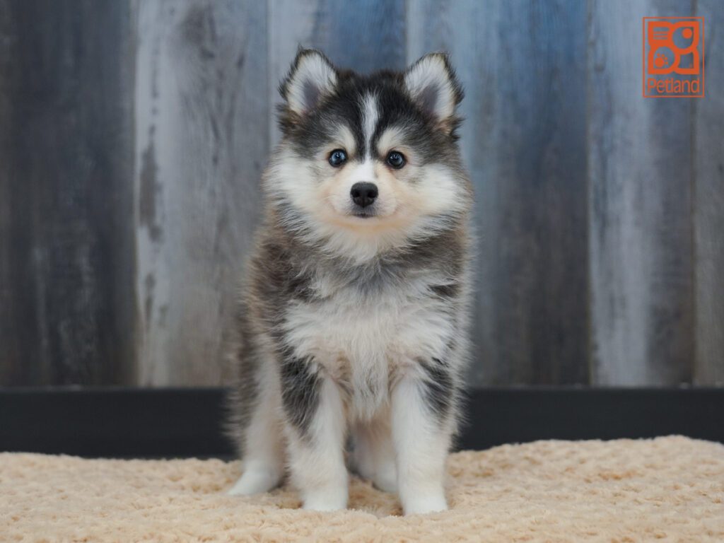 Pomsky Image #1