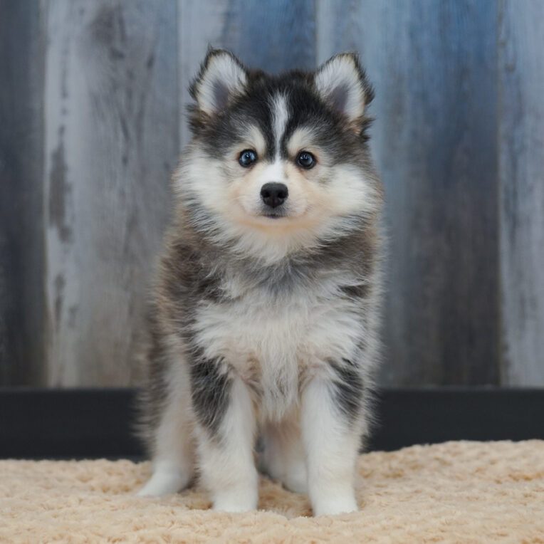 Speck Pomsky
