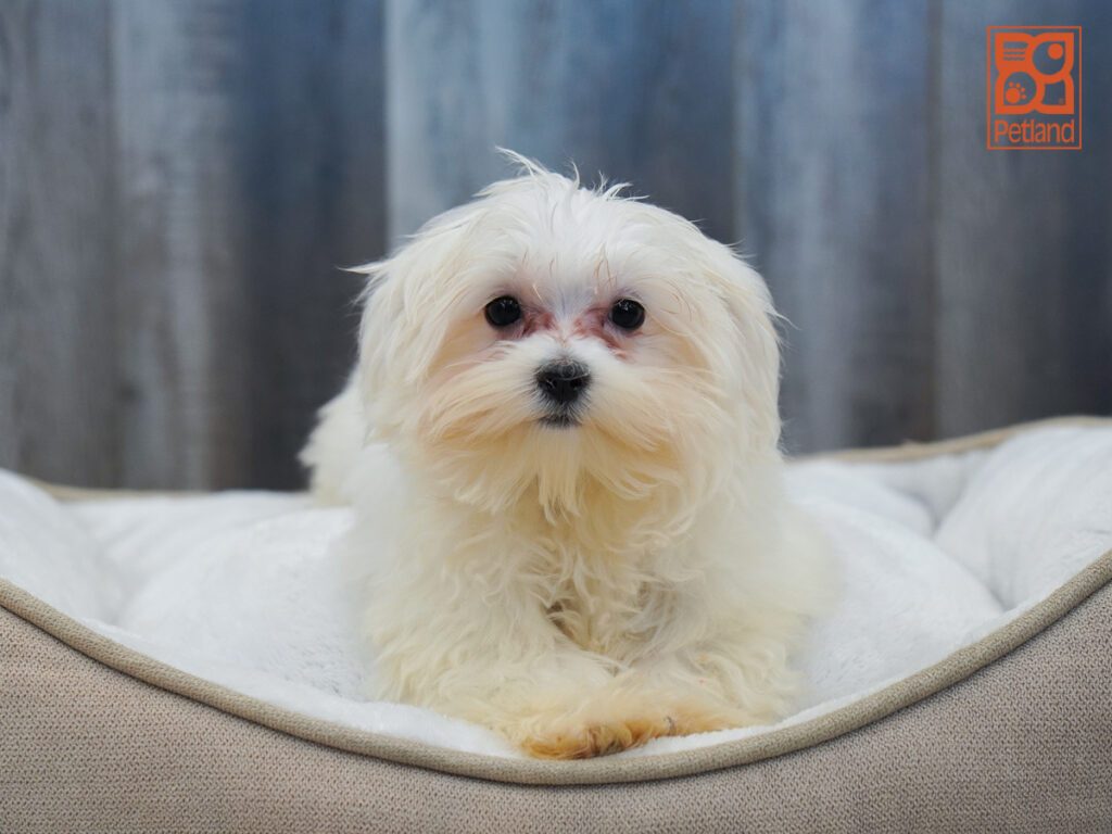 Maltese Image #1