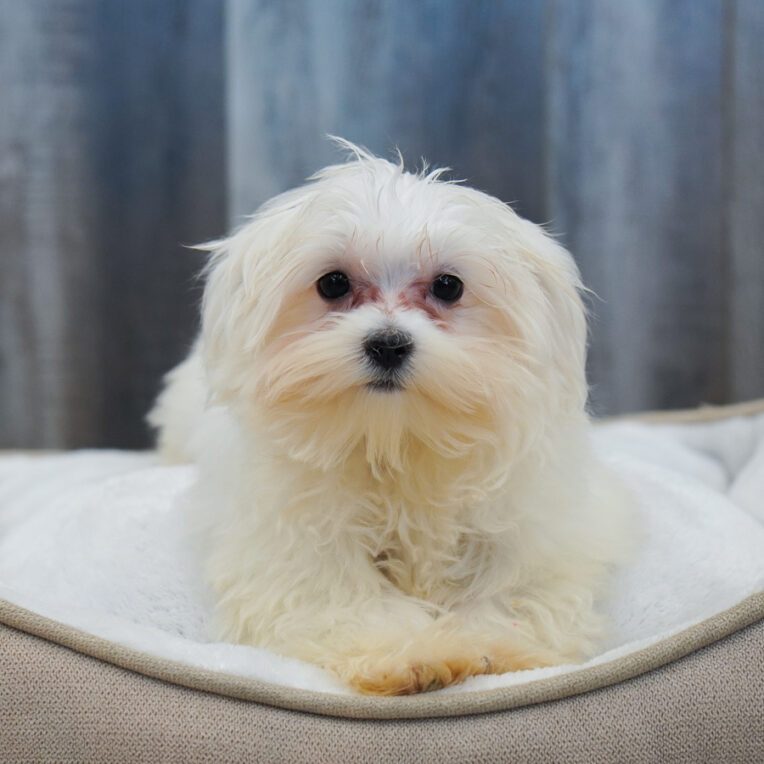 Spray Maltese