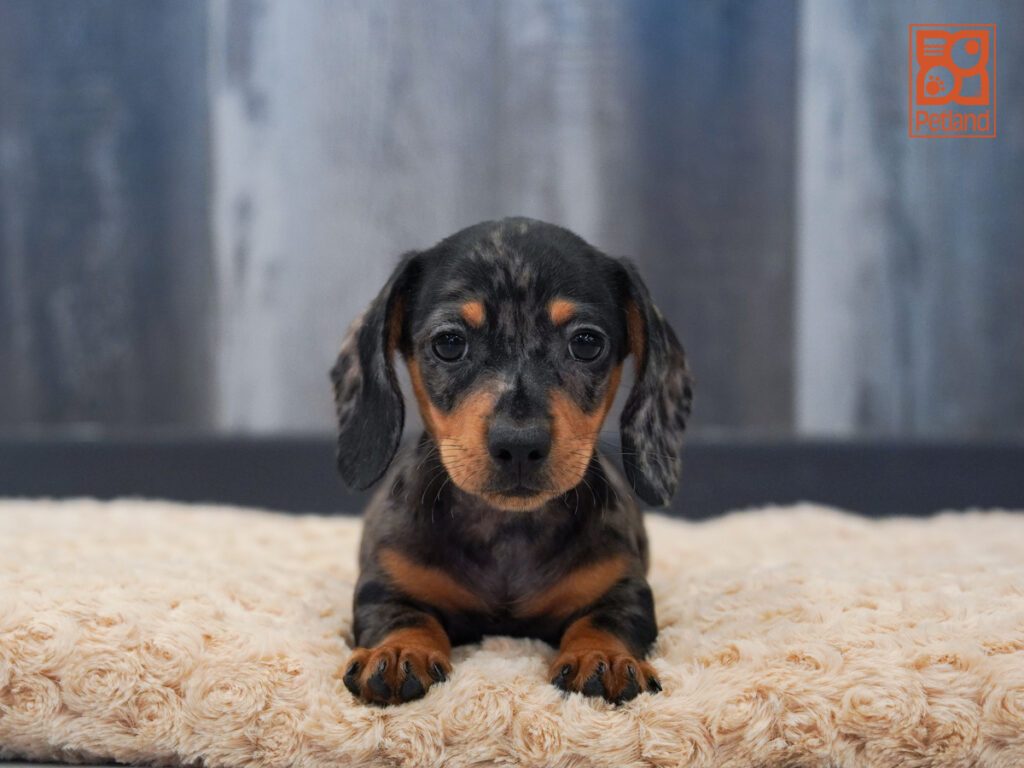 Dachshund Image #1