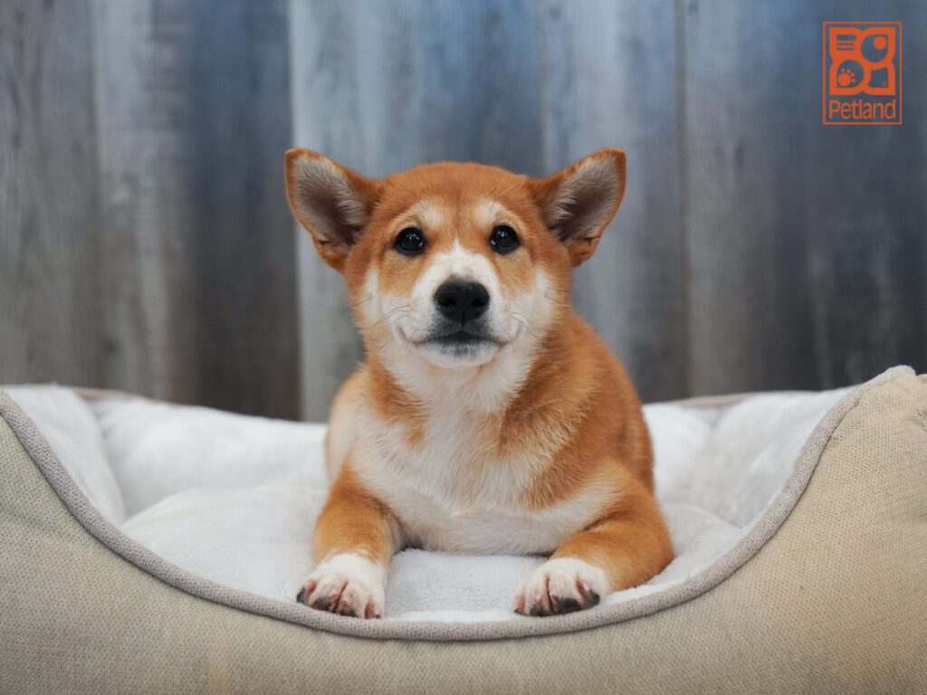 Shiba Inu Image #1