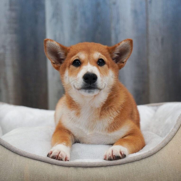 Kit Shiba Inu