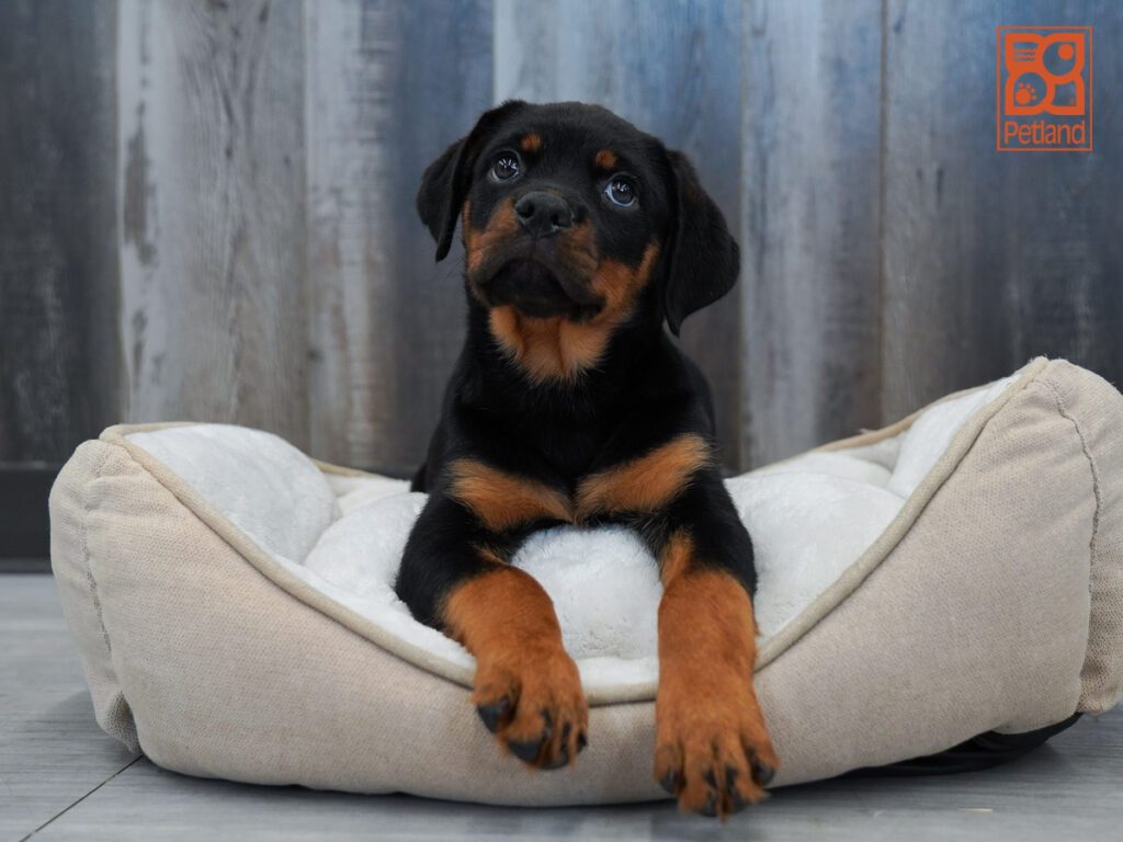 Rottweiler Image #1