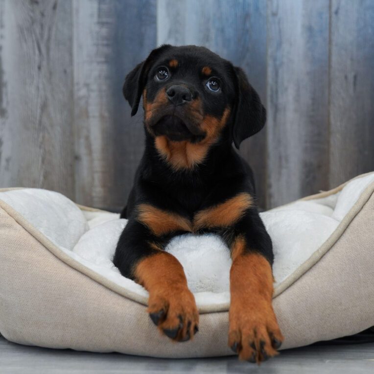 Athena Rottweiler