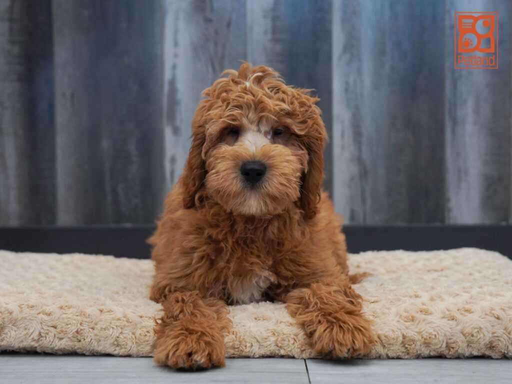 Mini  Goldendoodle Image #1