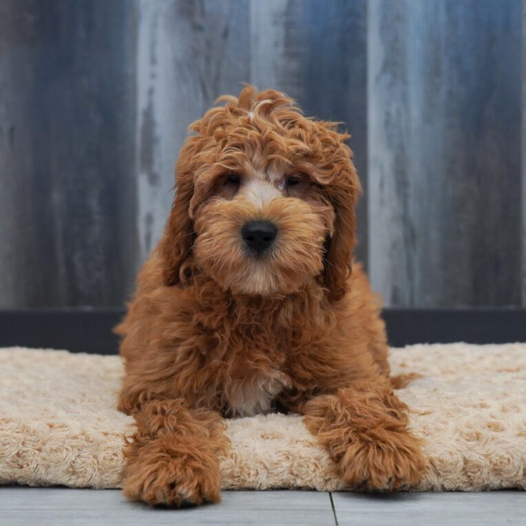 Xylo Goldendoodle Mini F1b