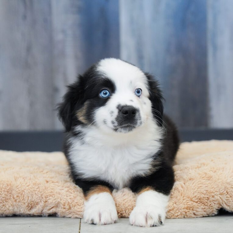 Donald Australian Shepherd