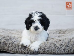 Anna Goldendoodle