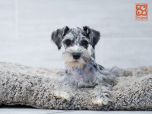 Ariel Miniature Schnauzer