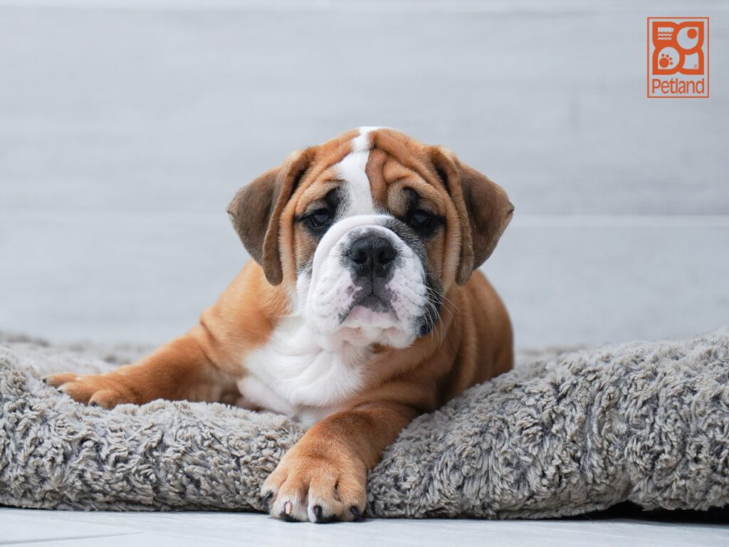 English Bulldog Image #1