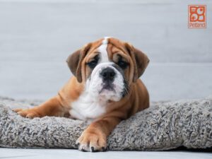 English Bulldog
