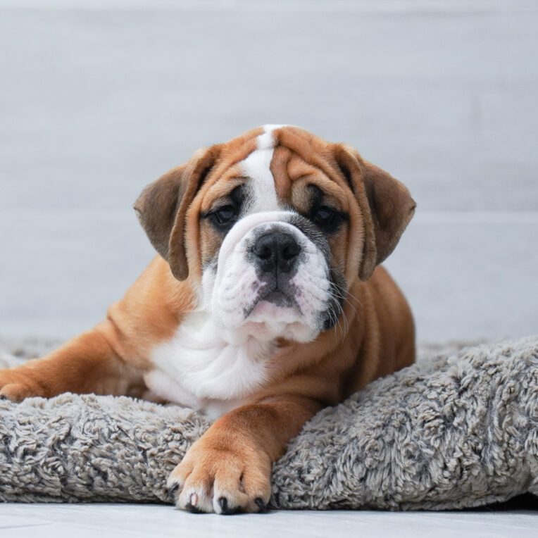 Chunky English Bulldog