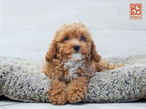 Buzz Cavapoo